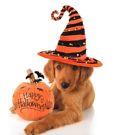 Halloween Safety and Your Pet