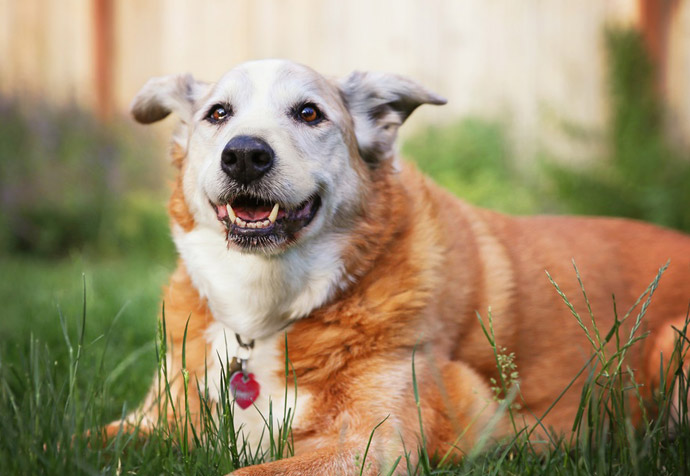 Caring for Aging Pets