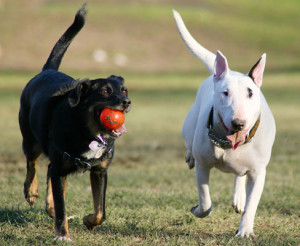 dogs playing at dog park edmonton