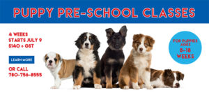 puppy and dog training classes edmonton