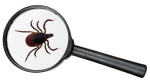 ticks and animals